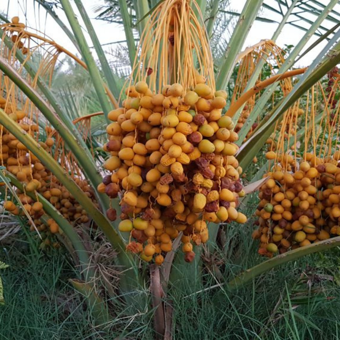 Premium verse Dalia Sukkary dadels