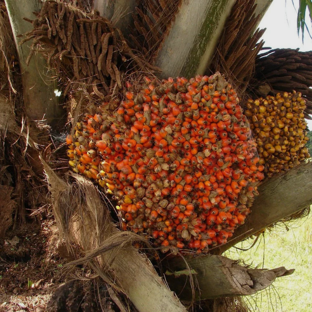 Pure Batana Olie (haargroei booster)