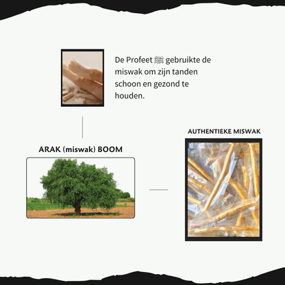 Premium Miswak Stokjes