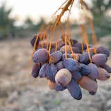 Premium Bio Medjoul Dadels