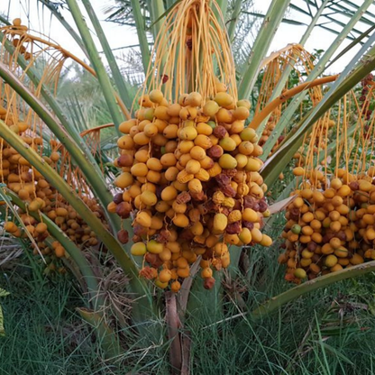 Premium verse Dalia Sukkary dadels